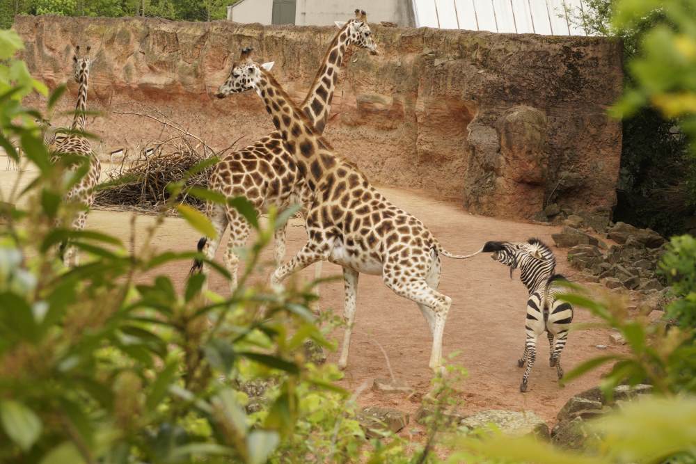 Na, ich glaub' mich tritt ein Pferd! Das Zebra beißt der Giraffe in den Schwanz! Foto: Kia Kahawa